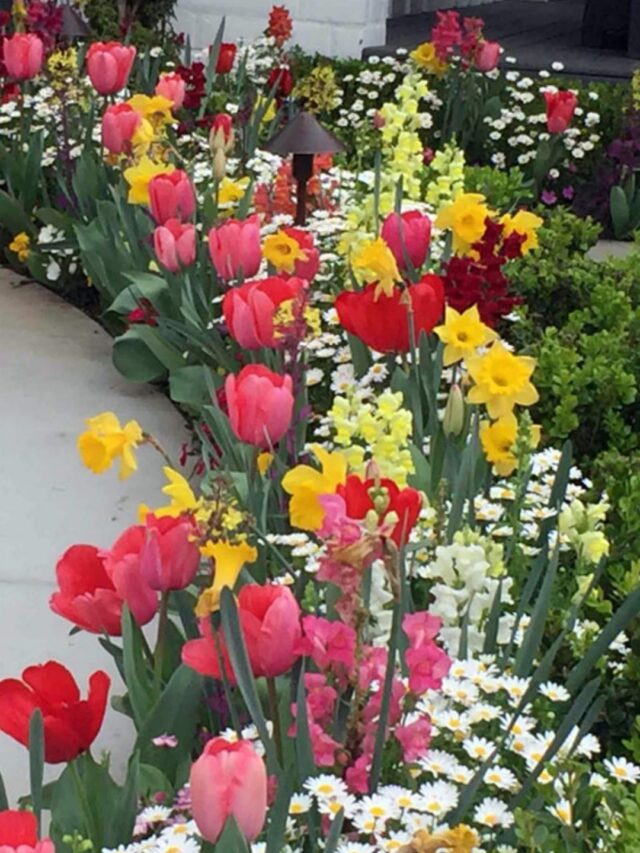 10 Winter Flowers for Your Indian Garden