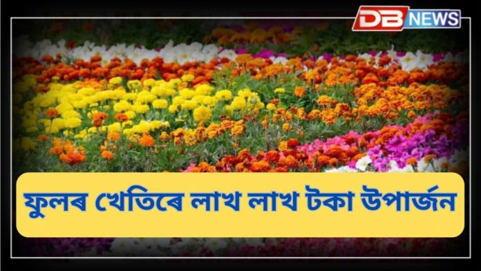 Flowers: ধান খেতি এৰি ফুলৰ খেতিৰে লাখ লাখ টকা উপাৰ্জন