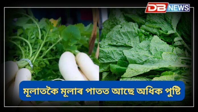 Radish Leaves: মূলা খাই শাক পেলাই দিয়ে নেকি? মূলাতকৈ মূলাৰ পাতত অধিক পুষ্টিকৰ উপাদান থাকে!
