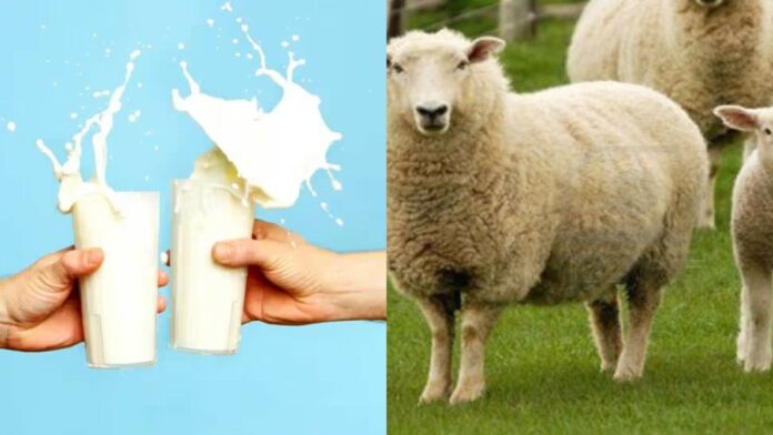 Milk: কোনবিধ প্ৰাণীৰ গাখীৰত সৰ্বাধিক প্ৰটিন থাকে জানেনে?