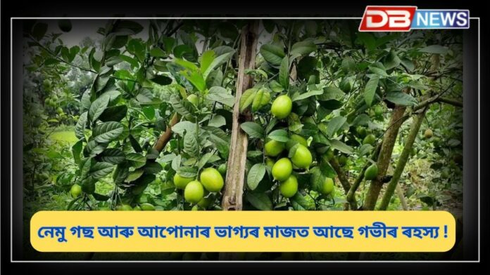 Lemon Plant: আপোনাৰ ঘৰৰ বাৰীত নেমু গছ আছে নেকি