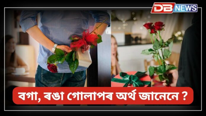 Rose Day 2025: সন্মুখত ভেলেণ্টাইন ডে’, বগা; ৰঙা গোলাপৰ অৰ্থ জানেনে ?