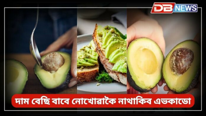 Avocado: দাম বেছি বাবে নোখোৱাকৈ নাথাকিব এভকাডো