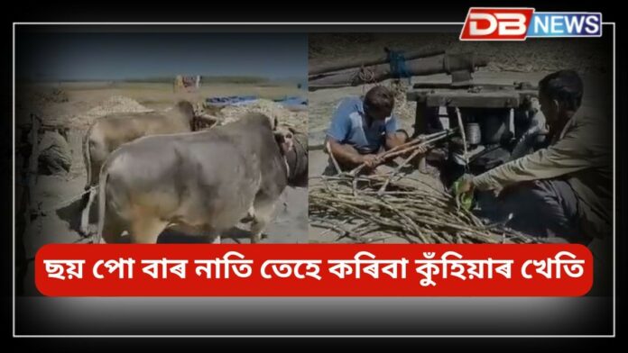 Sugarcane: নষ্টালজিয়াত পৰিণত হৈছে গৰু ব্যৱহাৰ কৰি কুঁহিয়াৰ পেৰা প্ৰথা !