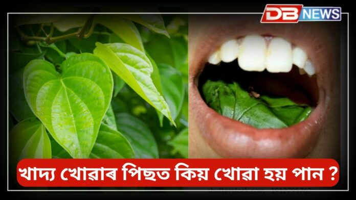 Betel leaf: খাদ্য খোৱাৰ পিছত কিয় খোৱা হয় পান, পানে স্বাস্থ্যৰ ওপৰত কেনে প্ৰভাৱ পেলায় ?