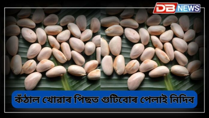 jackfruit seeds: কঁঠালৰ গুটিৰ কি কি উপকাৰিতা আছে ?