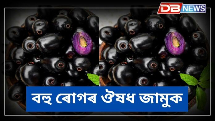 Black plum: দেখাত সৰু আৰু সোৱাদত মিঠা-টেঙা, স্বাস্থ্যৰ ঔষধ; ‘জামুক’ বহু গুণেৰে ভৰপূৰ