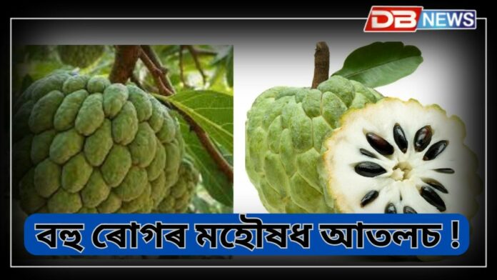 Sugar apple: সুস্বাদু ফলেই নহয় আতলচ, বহু ৰোগৰ মহৌষধ আতলচ !