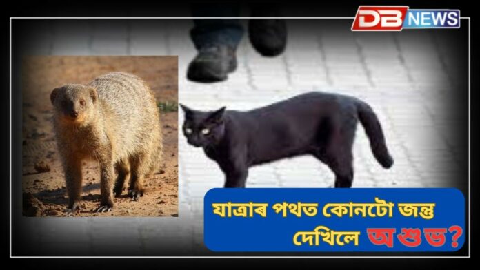 Animal: কেৱল ক’লা মেকুৰীয়ে নহয়! ৰাস্তাৰে গৈ থাকোতে কোনটো জন্তু সন্মুখেৰে পাৰ হৈ যোৱাটো শুভ !