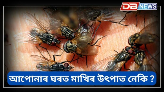 House Flies: আপোনাৰ ঘৰত মাখিৰ উৎপাত নেকি ? কেনেকৈ মাখিৰ উৎপাত কমাব !