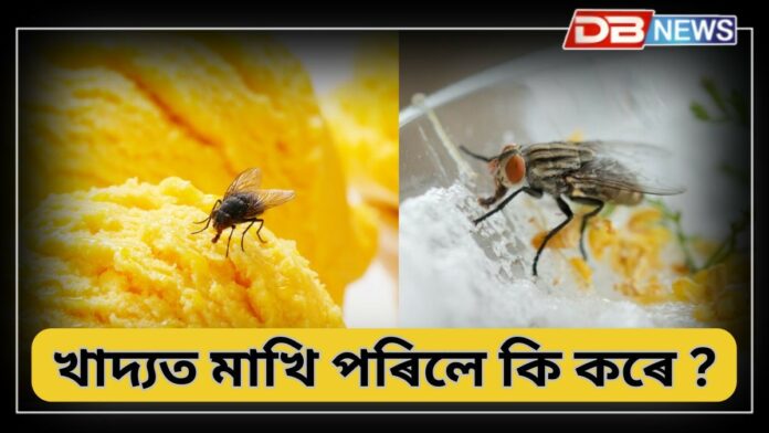Fly in Food: খাই থাকোঁতে খাদ্যত মাখি পৰিলে শুভ নে অশুভ, ৫টা কাৰণ জানি লওক