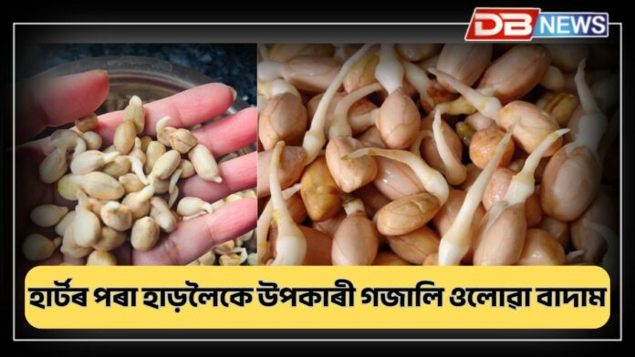 Sprouted Peanuts: মাত্ৰ এমুঠিয়ে যথেষ্ট, হাৰ্টৰ পৰা হাড়লৈকে উপকাৰী গজালি ওলোৱা বাদাম