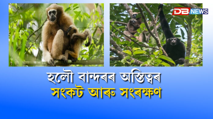 হলৌ বান্দৰৰ অস্তিত্বৰ সংকট আৰু সংৰক্ষণ ।Halou monkey