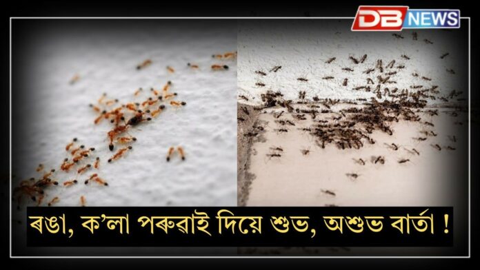Ants Prediction in House: ঘৰত হঠাতে ৰঙা বা ক’লা পৰুৱা ওলালে শুভ নে অশুভ ?