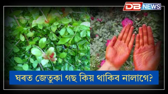 jetuka: ঘৰত জেতুকা গছ থকাটো শুভ নে অশুভ, শাওণ অহাৰ আগতে জানি লওক সকলো