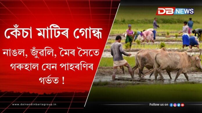 Traditional farming: অসমৰ চহা জীৱনৰ নাঙল, জুঁৱলি মৈৰ সৈতে গৰুহাল যেন পাহৰণিৰ গৰ্ভত !