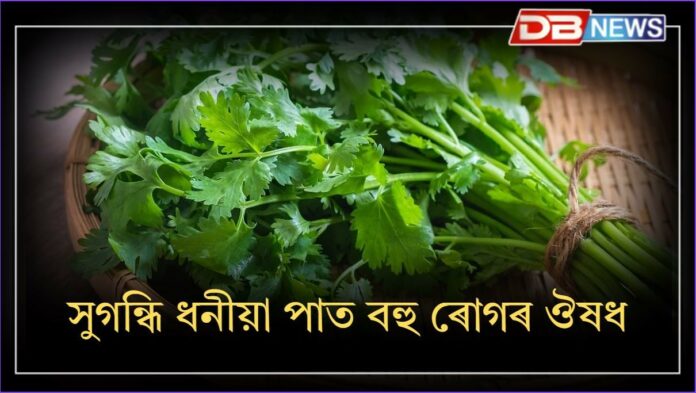 Coriander Leaves: এই সুগন্ধি ধুনীয়া পাতৰ সহায়ত বহু ৰোগ নিৰাময় কৰিব পাৰি