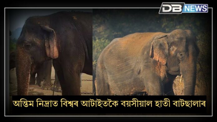 World's Oldest Elephant Vatsala: অন্তিম নিদ্ৰাত বিশ্বৰ আটাইতকৈ বয়সীয়াল হাতী বাটছালাৰ
