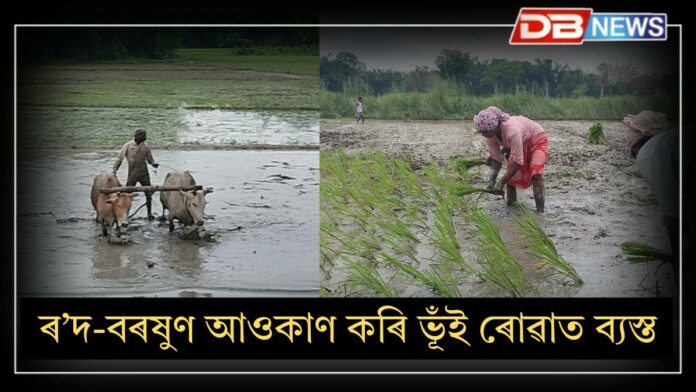 Traditional Farming: হালুৱাই হাল বাইছে, ৰোৱনীয়ে ৰুইছেঃ ধৰাৰ বুকুত কঠিয়া গুজি বছৰটোলৈ সপোন সিঁচিছে