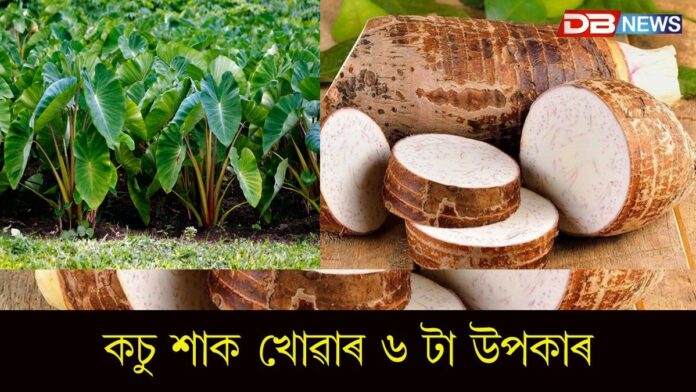 Taro Root Benefits: হাৰ্ট এটেকৰ সমস্যা দূৰ কৰে কচুৱে
