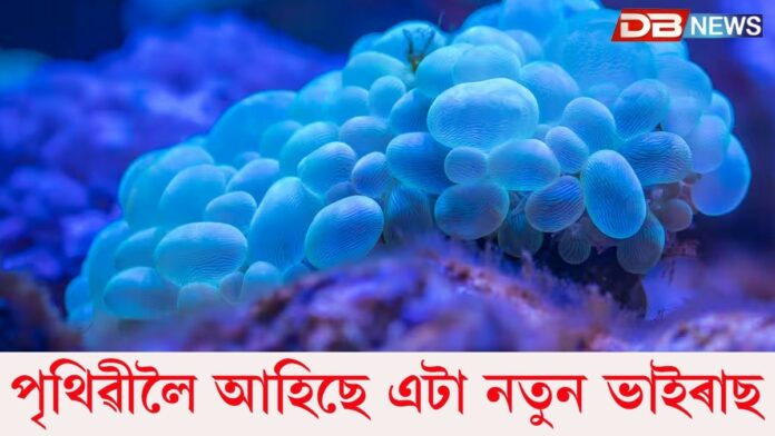 News Virus: প্ৰভাৱ অতি ভয়ংকৰঃ কোভিডৰ লগত আছে বহুত মিল