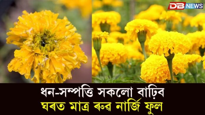 Marigold Plant: ঘৰত ৰুৱ নাৰ্জি ফুল, ধন-সম্পত্তিৰে ভৰি পৰিব!