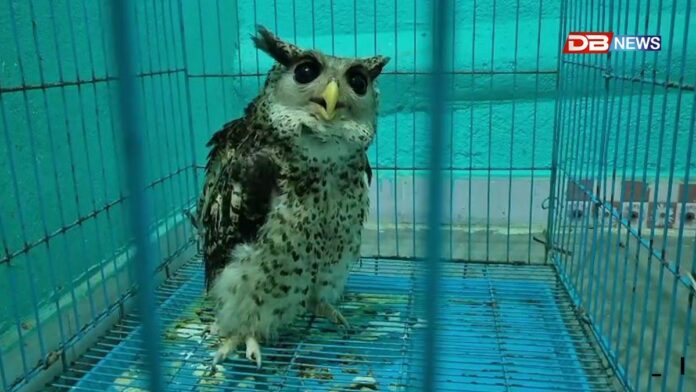Bubo Virginianus: দুষ্প্ৰাপ্য হুদু চৰাই দেখিছেনে?