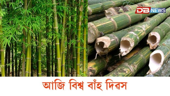 World Bamboo Day 2025: আজি বিশ্ব বাঁহ দিৱস