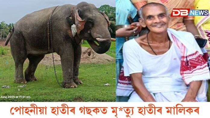 পোহনীয়া হাতীৰ গছকত মৃ*ত্যু হাতীৰ মালিকৰ