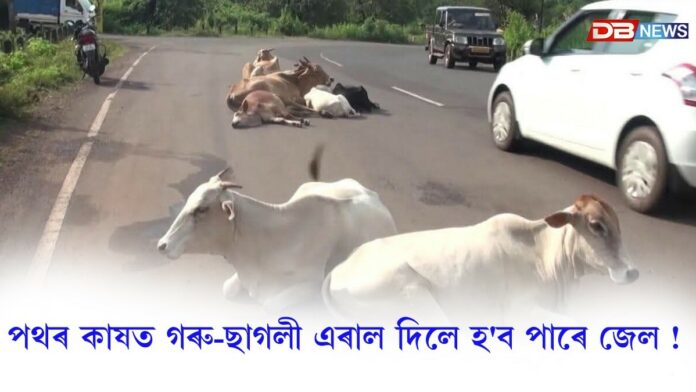 পথৰ কাষত গৰু-ছাগলী এৰাল দিয়াসকল সাৱধান !