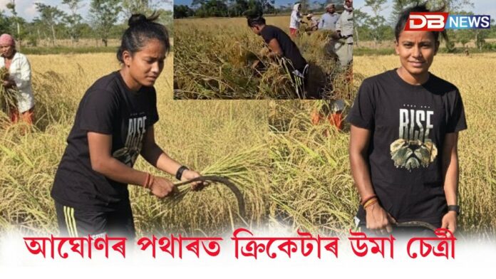 আঘোণৰ পথাৰত ধান দোৱাত ব্যস্ত বিশ্বজয়ী মহিলা ক্ৰিকেটাৰ উমা চেত্ৰী