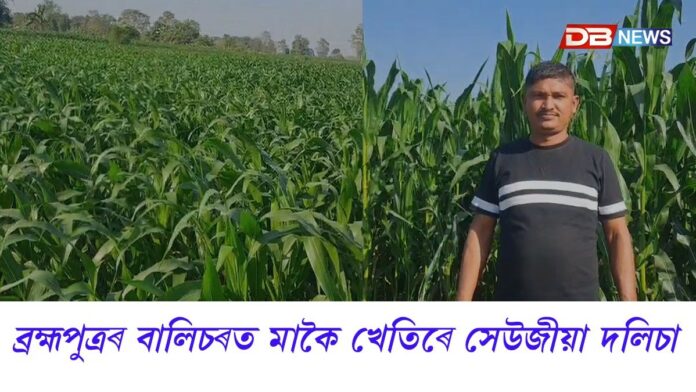বৰক্ষেত্ৰীৰ বালিচৰৰ ৫০ বিঘা ভূমিত মাকৈ খেতিৰে লাখপতি হোৱাৰ মন এজন যুৱকৰ