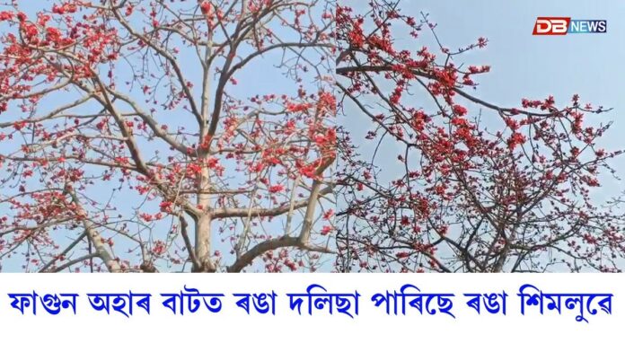 Phagun: পক্ষীৰ গুণগুণনি আৰু ৰঙা শিমলুৰ ফুলে দৃষ্টি আকৰ্ষণ কৰিছে বাটৰুৱাৰ