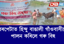 বৰপেটাত হিন্দু বাঙালী গাঁওবাসীৰ গৰু বিহু পালন, চাউলখোৱা নদীত গৰু ধুৱাই উদযাপন বৰপেটাত হিন্দু বাঙালী গাঁওবাসীৰ গৰু বিহু পালন, চাউলখোৱা নদীত গৰু ধুৱাই উদযাপন