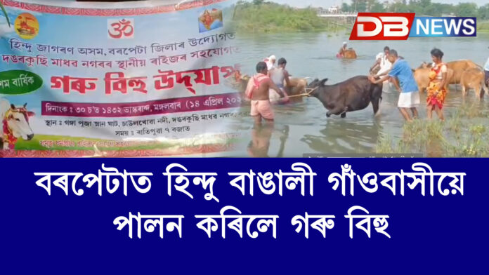 বৰপেটাত হিন্দু বাঙালী গাঁওবাসীৰ গৰু বিহু পালন, চাউলখোৱা নদীত গৰু ধুৱাই উদযাপন