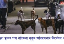 ৰাজহুৱা স্থানৰ পৰা বাটৰুৱা কুকুৰ আঁতৰোৱাৰ নিৰ্দেশনা বাহাল ৰাজহুৱা স্থানৰ পৰা বাটৰুৱা কুকুৰ আঁতৰোৱাৰ নিৰ্দেশনা বাহাল