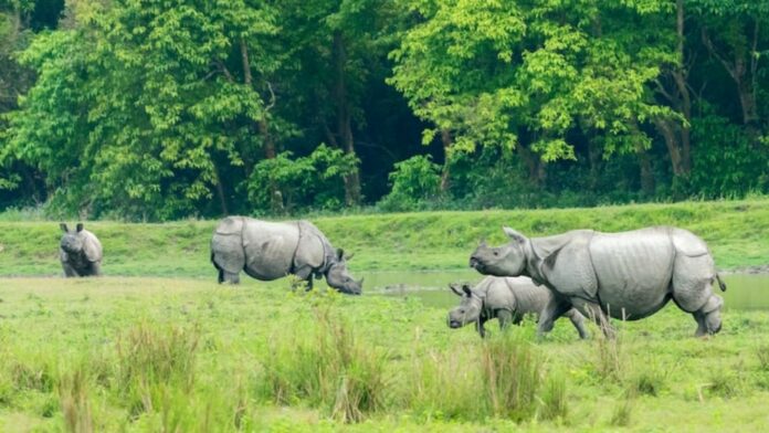 পৰ্যটকৰ বাবে বন্ধ কাজিৰঙা ৰাষ্ট্ৰীয় উদ্যান