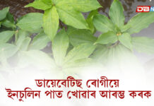ডায়েবেটিছ ৰোগীয়ে ইনচুলিন গছৰ পাত খোৱাৰ আৰম্ভ কৰকঃ কেনেকৈ খাব এই পাত? ডায়েবেটিছ ৰোগীয়ে ইনচুলিন গছৰ পাত খোৱাৰ আৰম্ভ কৰকঃ কেনেকৈ খাব এই পাত?