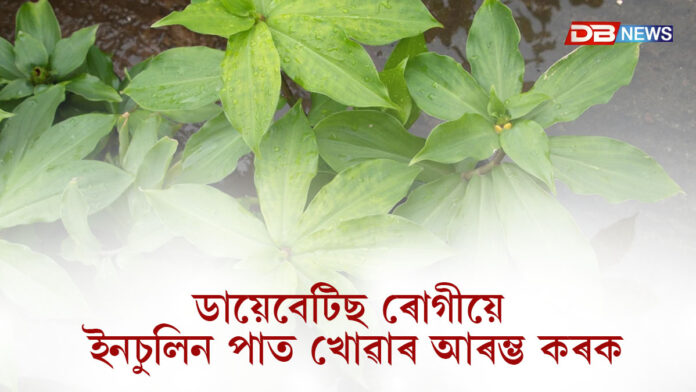 ডায়েবেটিছ ৰোগীয়ে ইনচুলিন গছৰ পাত খোৱাৰ আৰম্ভ কৰকঃ কেনেকৈ খাব এই পাত?
