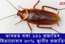 পঁইতাচোৰা বহুতৰেই বাবেই সন্ত্ৰাসঃ ভাৰতত থকা ১৯১ প্ৰজাতিৰ পঁইতাচোৰাৰ ৬০% স্থানীয় প্ৰজাতিৰ ভাৰতত থকা ১৯১ প্ৰজাতিৰ পঁইতাচোৰাৰ ৬০% স্থানীয় প্ৰজাতিৰ