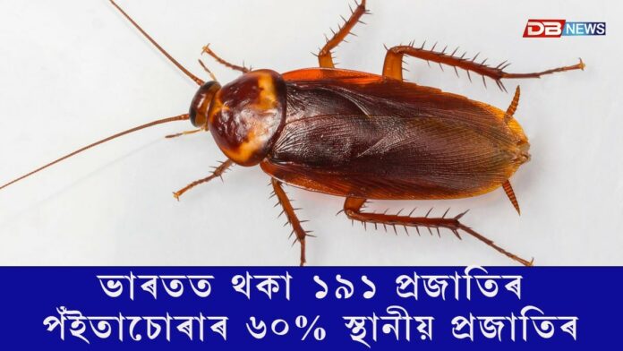 ভাৰতত থকা ১৯১ প্ৰজাতিৰ পঁইতাচোৰাৰ ৬০% স্থানীয় প্ৰজাতিৰ