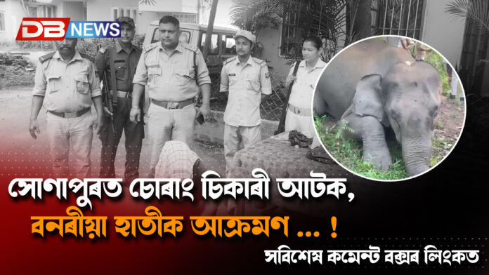 সোণাপুৰত চোৰাং চিকাৰী আটক, বনৰীয়া হাতীক আক্ৰমণ ... !
