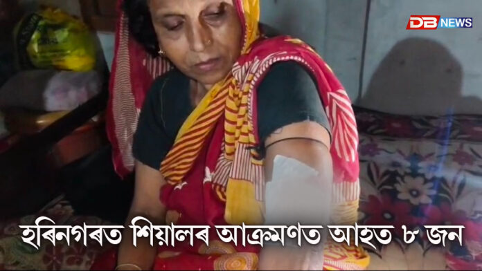 হৰিনগৰত শিয়ালৰ আক্ৰমণত আহত ৮ জন