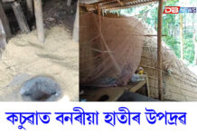 কচুৱাত বনৰীয়া হাতীৰ উপদ্ৰৱঃ লণ্ডভণ্ড কৰিলে তিনিটাকৈ পৰিয়ালৰ বাসগৃহ কচুৱাত বনৰীয়া হাতীৰ উপদ্ৰৱঃ লণ্ডভণ্ড কৰিলে তিনিটাকৈ পৰিয়ালৰ বাসগৃহ
