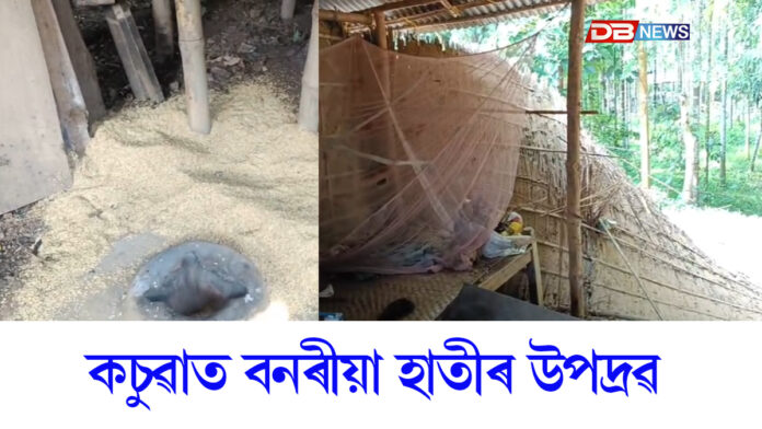 কচুৱাত বনৰীয়া হাতীৰ উপদ্ৰৱঃ লণ্ডভণ্ড কৰিলে তিনিটাকৈ পৰিয়ালৰ বাসগৃহ