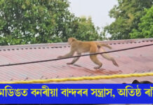 লামডিঙত বনৰীয়া বান্দৰৰ সন্ত্ৰাস, অতিষ্ঠ ৰাইজঃ ঘৰৰ সামগ্ৰী নষ্ট কৰাৰ লগতে মানুহক আক্ৰমণৰ অভিযোগ; বন বিভাগৰ ভূমিকাক লৈ প্ৰশ্ন… লামডিঙত বনৰীয়া বান্দৰৰ সন্ত্ৰাস, অতিষ্ঠ ৰাইজ