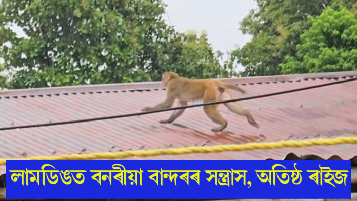 লামডিঙত বনৰীয়া বান্দৰৰ সন্ত্ৰাস, অতিষ্ঠ ৰাইজ